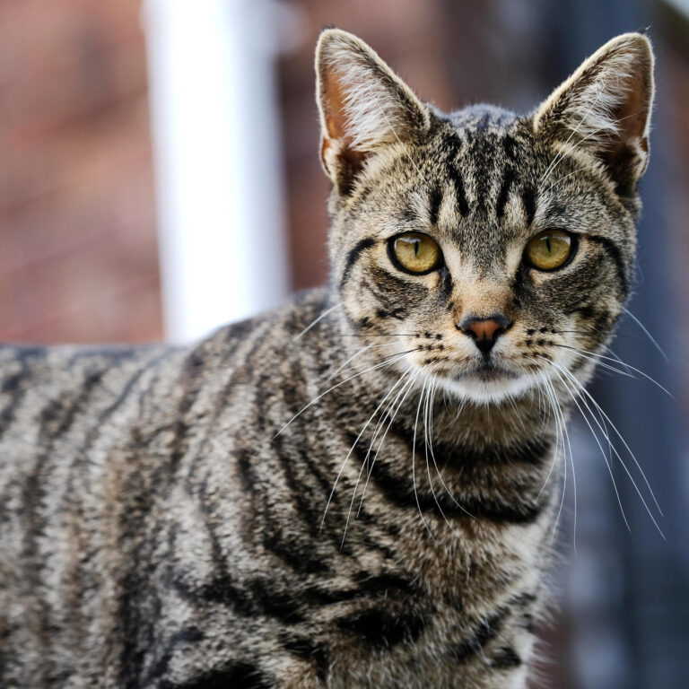 Kano state Fire Service rescue five years old trapped  cat